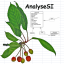 logo_analysesi.png
